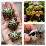 Kontaktaufnahme mit Schildkröten-Züchterin Tina (64401 Groß-Bieberau)