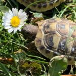 Griechische Landschildkröten (THB) NZ 2018 bis 2021 zu verkaufen