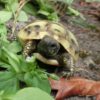 Griechische Landschildkröten (THB) NZ 2021 zu verkaufen
