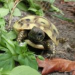 Kontaktaufnahme mit Schildkröten-Züchter Kadett (32351 Stemwede)