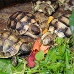 Kontaktaufnahme mit Schildkröten-Züchter Lutz Geissler (01159 Dresden)