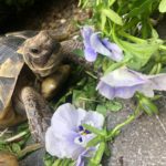 Kontaktaufnahme mit Schildkröten-Züchterin Anna (80939 München)