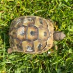 Schildkröte vermisst in 50389 Wesseling