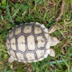 Kontaktaufnahme mit Schildkröten-Züchterin Katrin (09366)