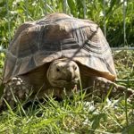 Sulcata (Spornschildkröten) suchen artgerechtes Zuhause