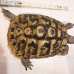 2 griechische Landschildkröten weiblich 18 Jahre