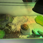 Breitrandschildkröte zu verkaufen