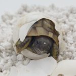 Kontaktaufnahme mit Schildkröten-Züchter Alexander (89346 Bibertal)