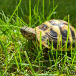 Griechische Landschildkröten 11 Monate alt zu verkaufen