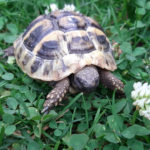 Kontaktaufnahme mit Schildkröten-Züchter Ralf (91186 Büchenbach)
