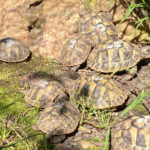 Kontaktaufnahme mit Schildkröten-Züchter:in Jelly (60529 Frankfurt am Main)