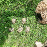 Kontaktaufnahme mit Schildkröten-Züchterin Beate (56281 Emmelshausen)