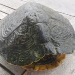 In 53177 Bonn eine Schildkröte (Wasserschildkröte) gefunden