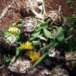 Kontaktaufnahme mit Schildkröten-Züchterin Barbara (75031 Eppingen)