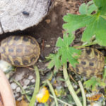 Kontaktaufnahme mit Schildkröten-Züchterin Angelika (06366 Köthen)