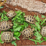 Kontaktaufnahme mit Schildkröten-Züchterin Sab (33378 Rheda-Wiedenbrück)
