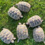 Kontaktaufnahme mit Schildkröten-Züchterin Elke (30926 Seelze/Almhorst)