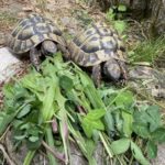 Zwei griechische Landschildkröten, männlich, 15 Jahre abzugeben