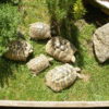 5 adulte griechische Landschildkröten zu verkaufen