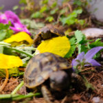 Kontaktaufnahme mit Schildkröten-Züchterin Beate (58285 Gevelsberg)