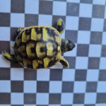 Kontaktaufnahme mit Schildkröten-Züchterin Nicole (56288 Kastellaun)