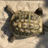 Schildkröte vermisst in Frankfurt-Sachsenhausen