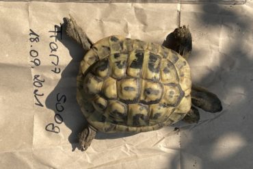 Schildkröte vermisst in Frankfurt-Sachsenhausen
