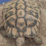 Schildkröte gefunden in Heldenfingen