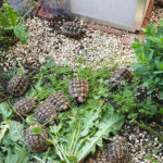 Kontaktaufnahme mit Schildkröten-Züchter:in Turtlepa (59348 Lüdinghausen)