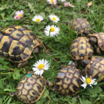 Kontaktaufnahme mit Schildkröten-Züchter Heiko (61169 Friedberg)