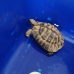 Schildkröte in wolfenbüttel zur schanze gefunden