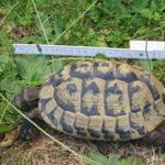 Griechische Landschildkröte, Ostrasse Thb, DNZ 2005