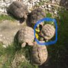 Griechische Landschildkröte geschlüpft 2011 abzugeben