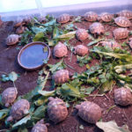 Griechische Landschildkröten (testudo hermanni)