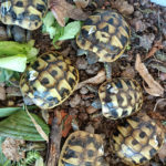 Kontaktaufnahme mit Schildkröten-Züchter:in bkmsteeb (89349 Burtenbach)