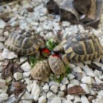 Griechische Landschildkröten zu verkaufen