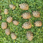 Kontaktaufnahme mit Schildkröten-Züchterin Nadja (63584 Gründau)