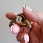 Kontaktaufnahme mit Schildkröten-Züchterin Daniela (56132)