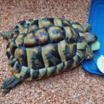 Griechische Landschildkröte gefunden in Osnabrück nähe Goldkampstraße