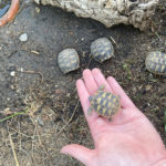 Griechische Landschildkröten Babys Testudo hermanni boettgeri