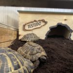 Schildkröten-Gewächshaus