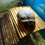 Gelbwangen-Schmuckschildkröte zu verkaufen