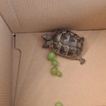 Schildkröte in Weinfelden gefunden
