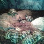 Biete Griechische Landschildkröten Nachzucht 2022