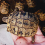 Kontaktaufnahme mit Schildkröten-Züchterin Magdalena Asen (94532 Außernzell)