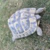 Griechische Landschildkröten Gruppe eierlegend (auch Einzelabgabe)