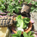 Griechische Landschildkröten zu verschenken