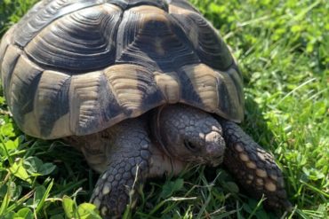 Griechische Landschildkröte vermisst seit Ende Oktober 2022 in 45663 Recklinghausen