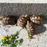 Kontaktaufnahme mit Schildkröten-Züchter  Familie Wagmann (94152 Neuhaus am Inn)