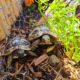 griechische Landschildkröten (Speedy und Flash) genießen die Sonne